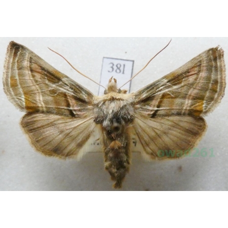 Euchalcia variabilis (Piller, 1783) Czech38l